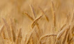 foodintech intègre le projet Tiga de Dijon Métropole