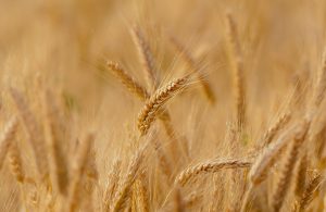 foodintech intègre le projet Tiga de Dijon Métropole